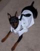 Designer Dog Clothes