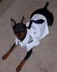 Designer Dog Clothes