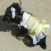 Designer Dog Clothes