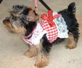 Designer Dog Clothes