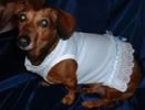 Designer Dog Clothes